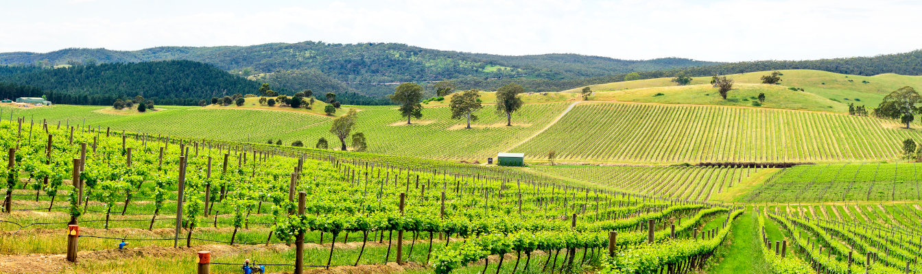 Barossa Valley
